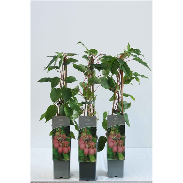 Mini-Kiwi Weikii (Actinidia arguta) – selbstbefruchtende Kiwi-Beere, winterharte Kletterpflanze