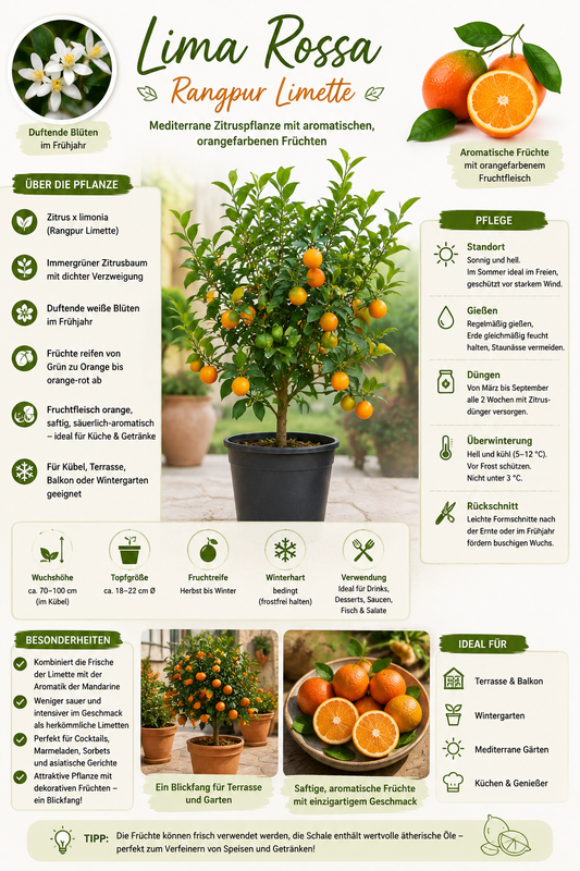 Rangpur Limette Lima Rossa 70–100 cm – Citrus limonia – Rote Limette – exotischer Zitrusbaum für Balkon, Terrasse & Wintergarten