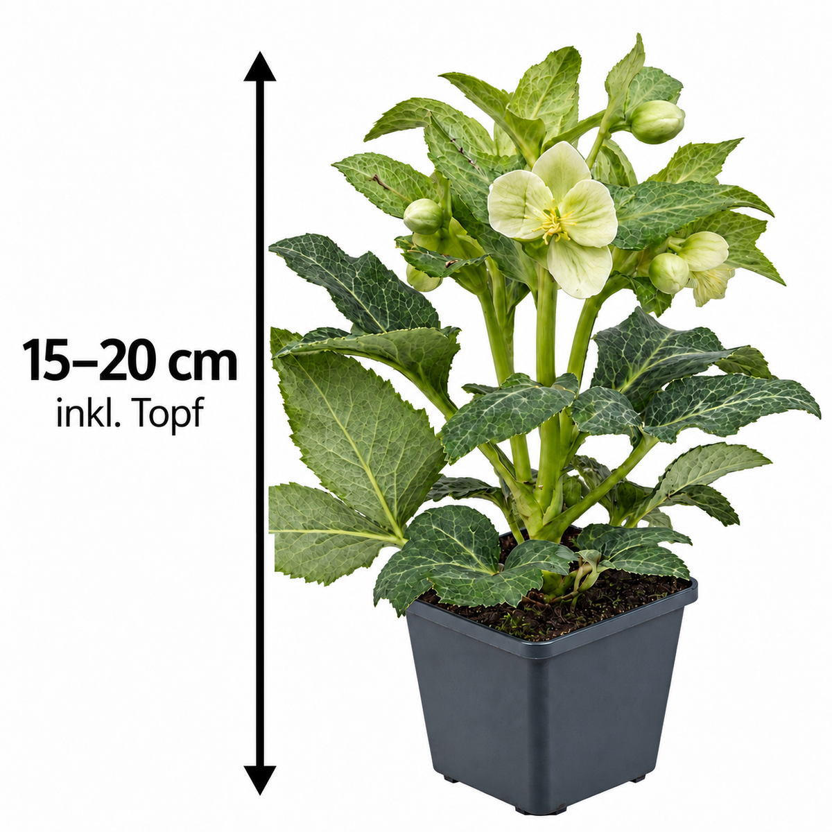 Helleborus lividus ‘White’ – Mallorquinische Nieswurz, weiß blühende Staude für Terrasse & Kübel – 15–20 cm inkl. Topf