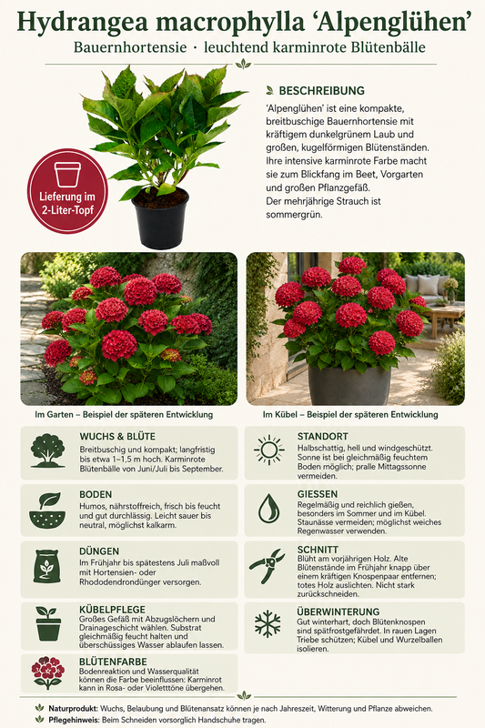 Hortensie ‘Alpenglühen’ – rote Bauernhortensie Hydrangea macrophylla im 2-Liter-Topf
