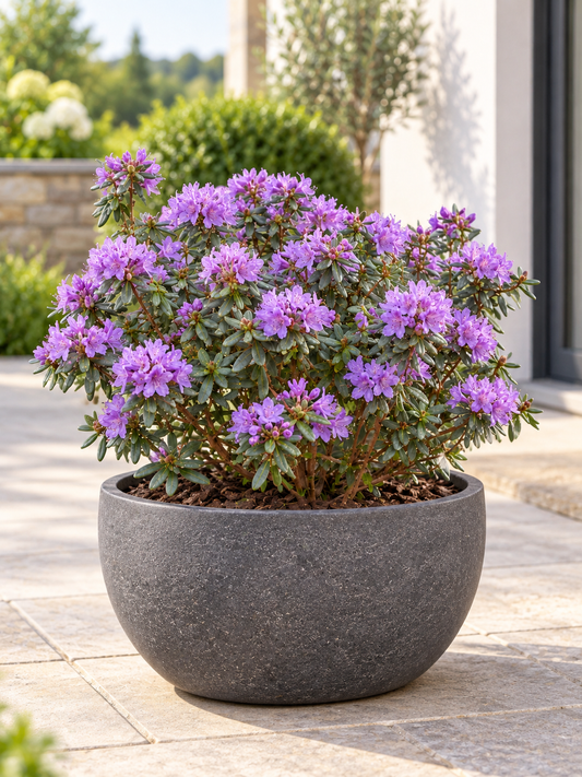 Zwerg-Rhododendron ‘Ramapo’ ca. 40 cm – Rhododendron impeditum, winterharter Alpenrosenstrauch mit violetten Blüten