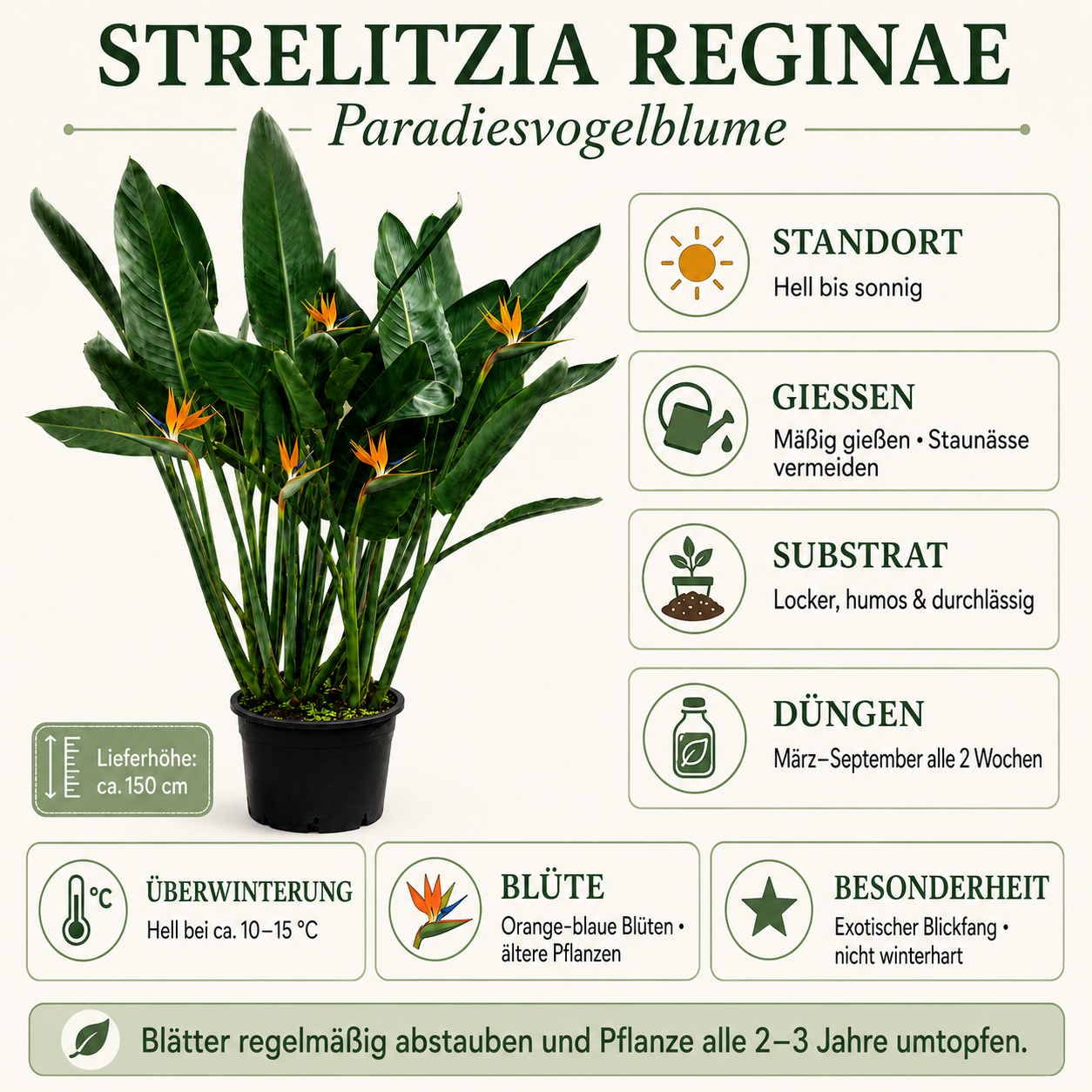 Strelitzia reginae – Paradiesvogelblume ca. 150 cm – große exotische Zimmerpflanze, Papageienblume & Königs-Strelitzie