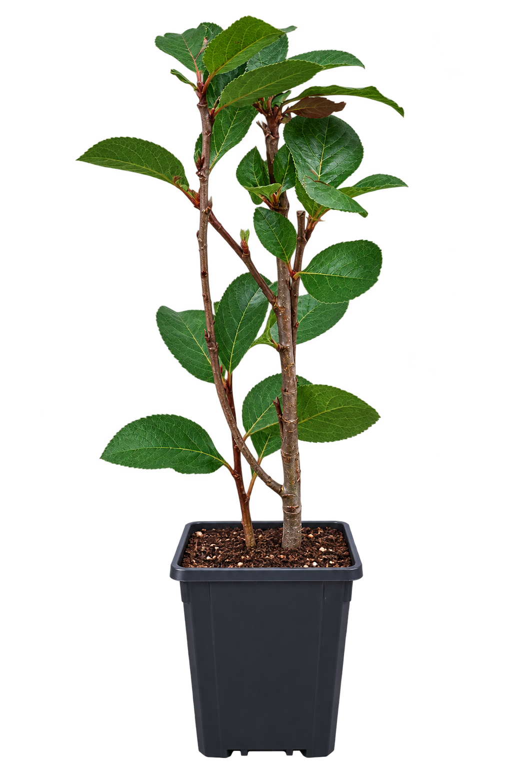 Rote Apfelbeere ‘Brilliant’ – Aronia arbutifolia – winterharter Zierstrauch mit Herbstfärbung – 40–60 cm inkl. Topf