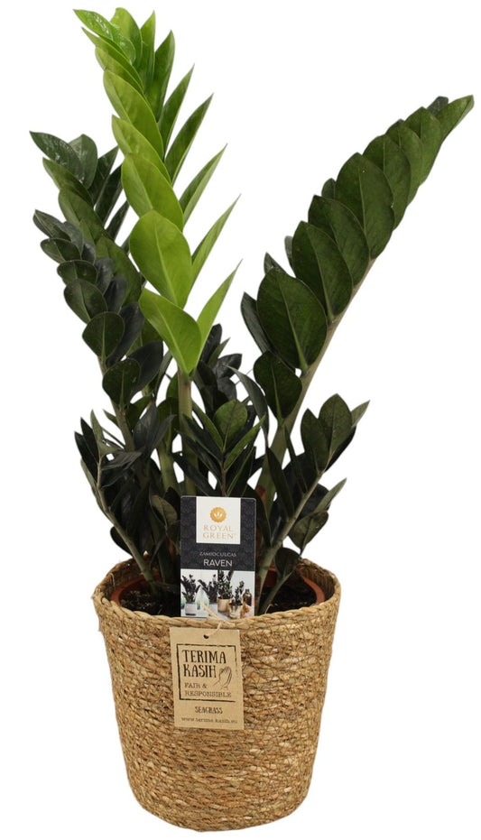 Zamioculcas Raven (Schwarze Glücksfeder) ca. 60 cm im Korb – Trendige Zimmerpflanze mit dunklem Laub