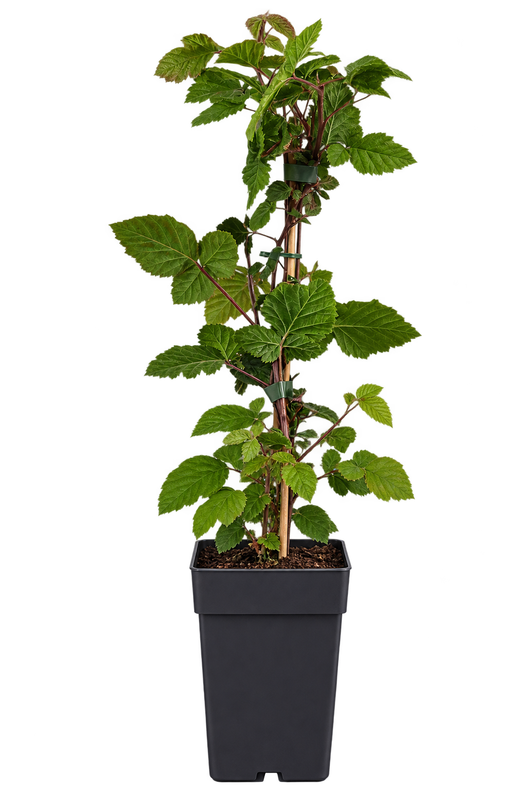 Brombeere ‘Black Satin’ 50–70 cm – Stachellose Rubus fruticosus, winterharte Beerenpflanze für Garten & Kübel