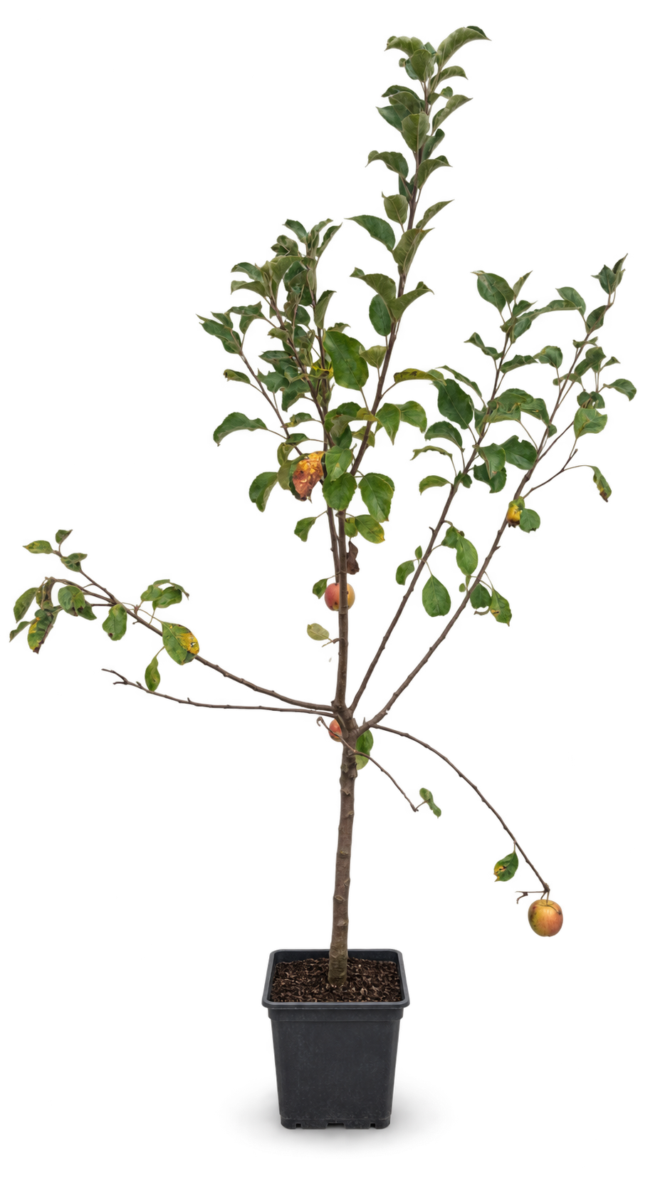 Zwergapfel ‘Galina’ 100–120 cm – kompakter Apfelbaum für Kübel, Balkon, Terrasse und Garten