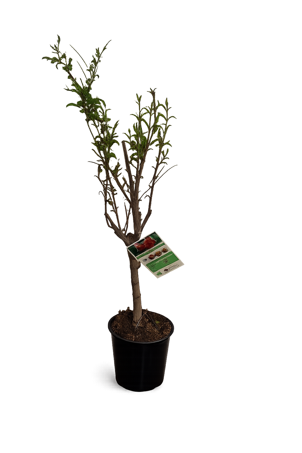 Punica granatum 'Acco' Granatapfel 70–100 cm – Echter Granatapfelbaum –  Blumen-Senf®