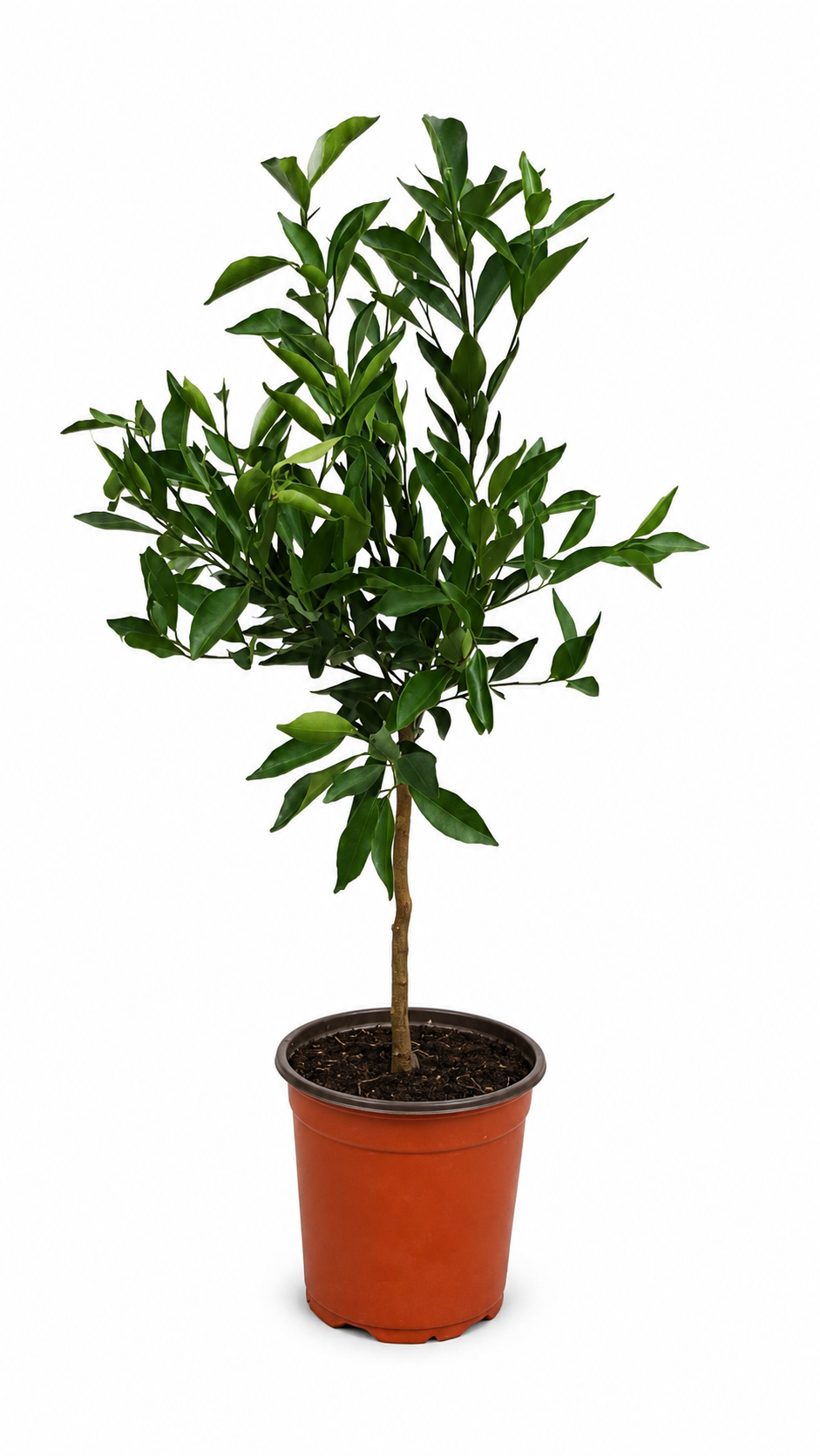Yuzu-Zitrone als Stämmchen ca. 50 cm – Citrus × junos, Japanische Zitrone & aromatischer Zitrusbaum für Balkon und Terrasse