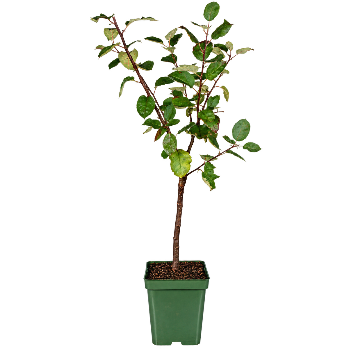 Apfelbaum ‘Roter Boskoop’ 100–120 cm – Malus domestica, winterharter Winterapfel & aromatischer Backapfel für den Garten