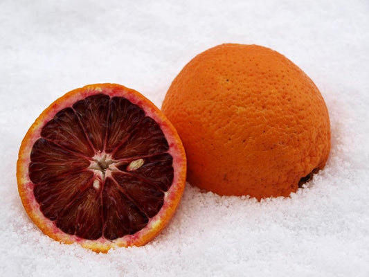Citrus sinensis  Sanguinello 80-100 cm - Blut-Orange