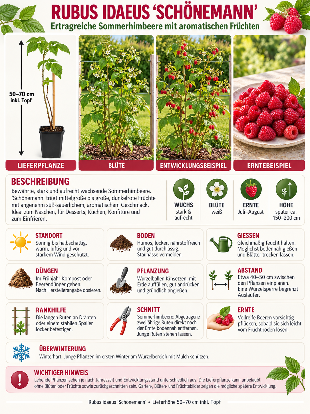 Himbeere ‘Schönemann’ 50–70 cm – Rubus idaeus Sommerhimbeere, aromatischer Beerenstrauch für Garten und Naschgarten