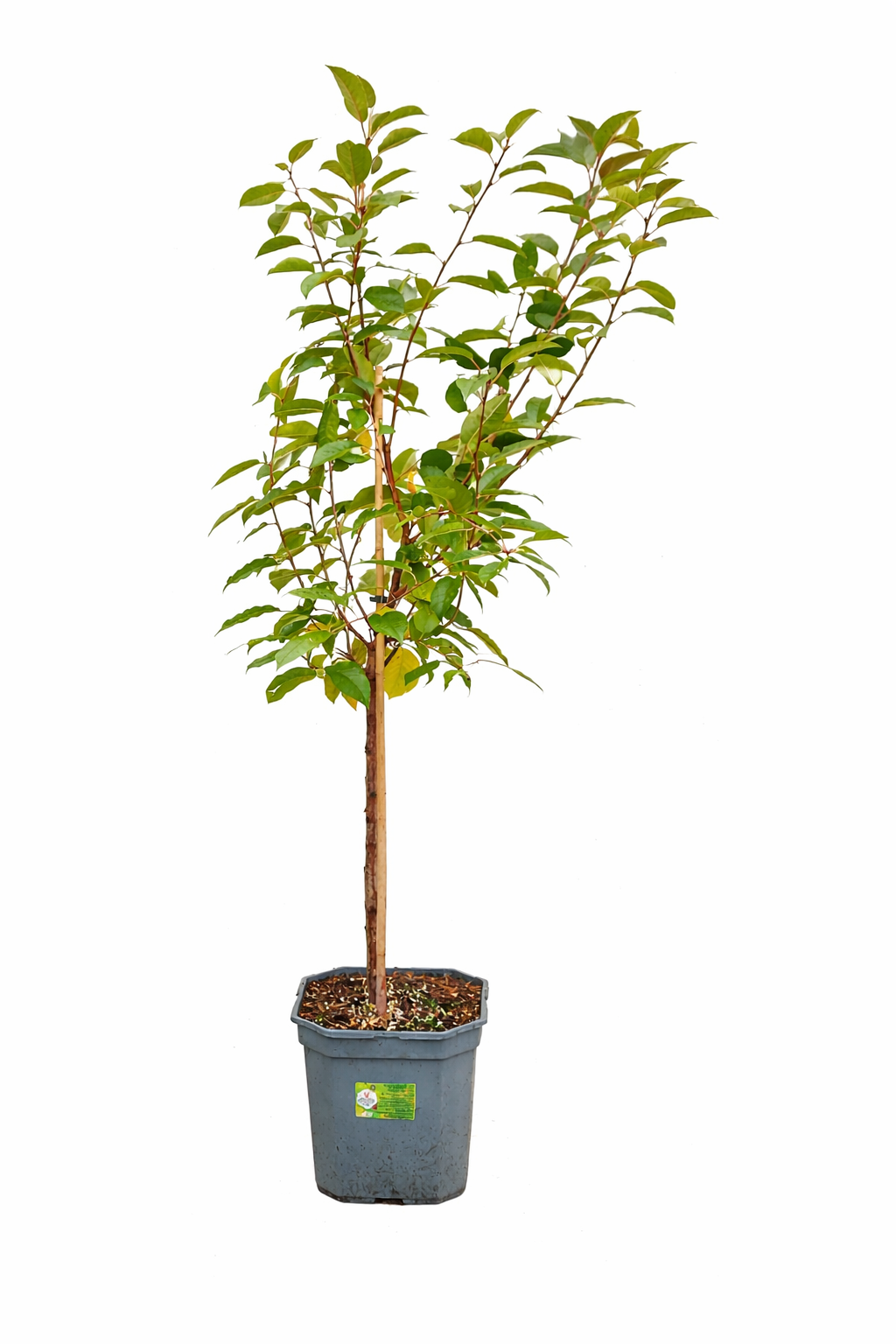 Sauerkirsche ‘Morello’ – Prunus cerasus | robuste Kirschpflanze 100–120 cm | beliebte Schattenmorelle