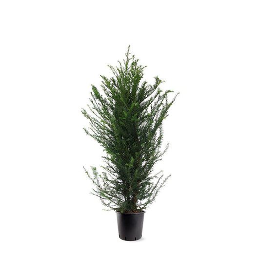 Eibe Taxus baccata Hecke ca. 140 cm – Immergrüne Heckenpflanze | Pflegeleicht & Blickdicht
