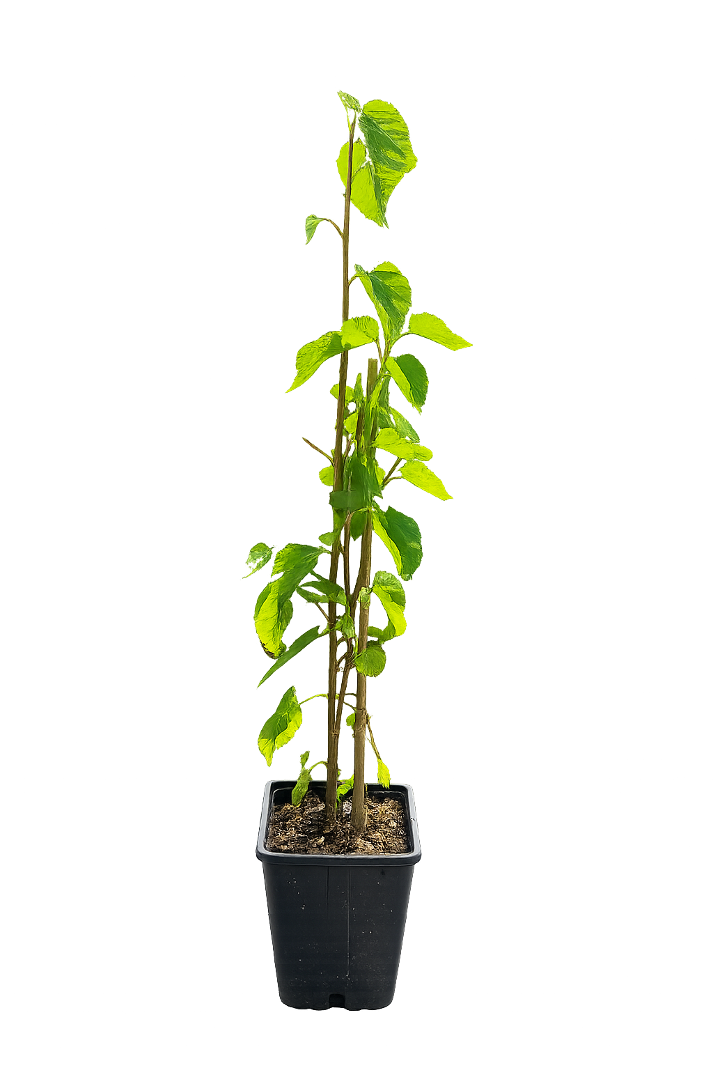Bílá moruše cca. 40 cm Morus alba 'Macrophylla' rostlina moruše