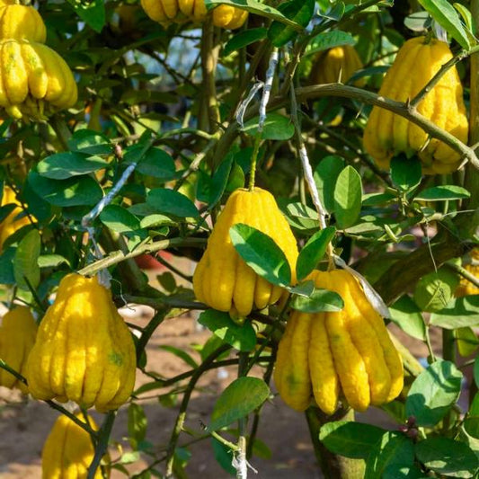 Buddhas Hand Zitrone (Citrus medica) – Exotische Zitruspflanze, 140-180 cm C17 Duftende Seltenheit für Ihren Garten