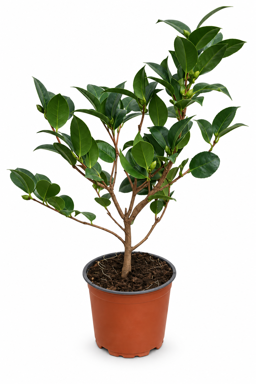 Rote Kamelie ca. 50 cm – Camellia mit eleganten Blüten für Kübel, Terrasse und Wintergarten