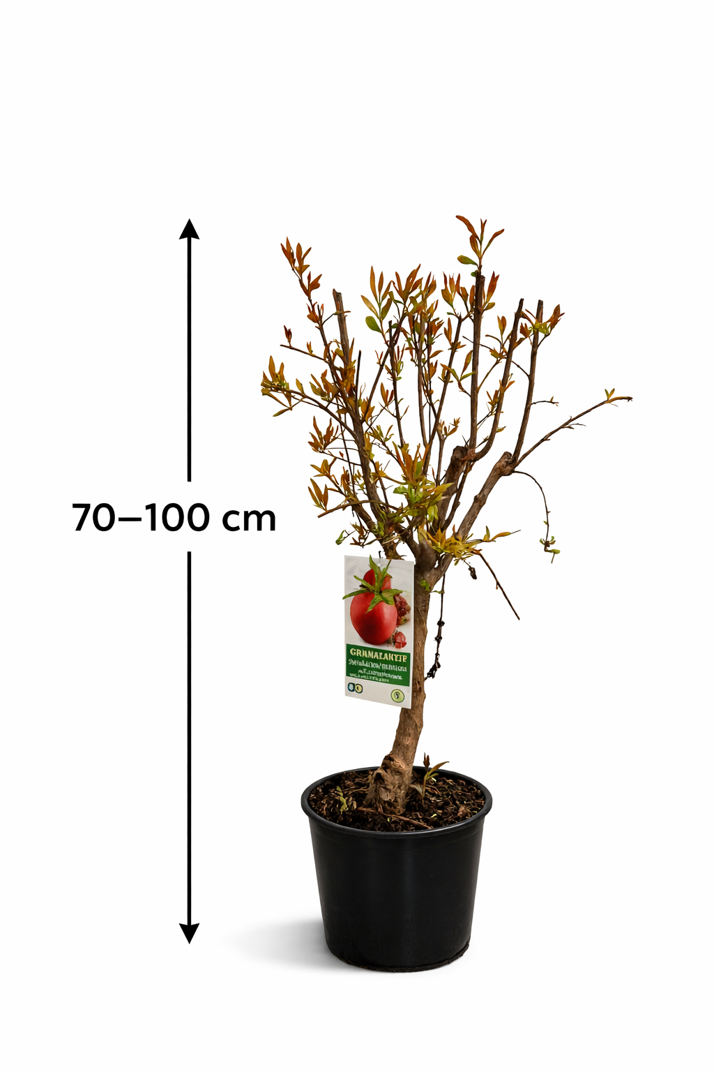 Granatapfelbaum Granada Mollar de Elche 70–100 cm – Echter Granatapfel Strauch Obstbaum winterhart mediterrane Kübelpflanze