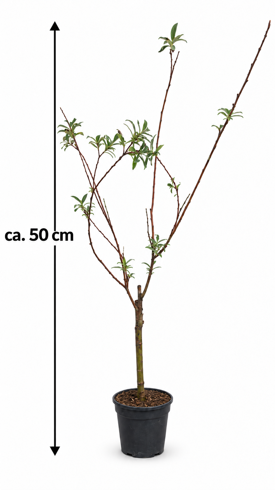 Růžová obří vrba kočička Mount Aso Keř 50-60 cm Růžová obří vrba kočička - Salix gracilistyla 'Mount Aso' - Vrba kočička