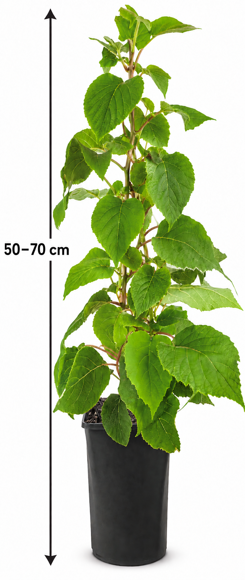 Männliche Kiwi ‘Atlas’ 50–70 cm – Actinidia chinensis – Befruchter-Kiwipflanze für Garten und Terrasse