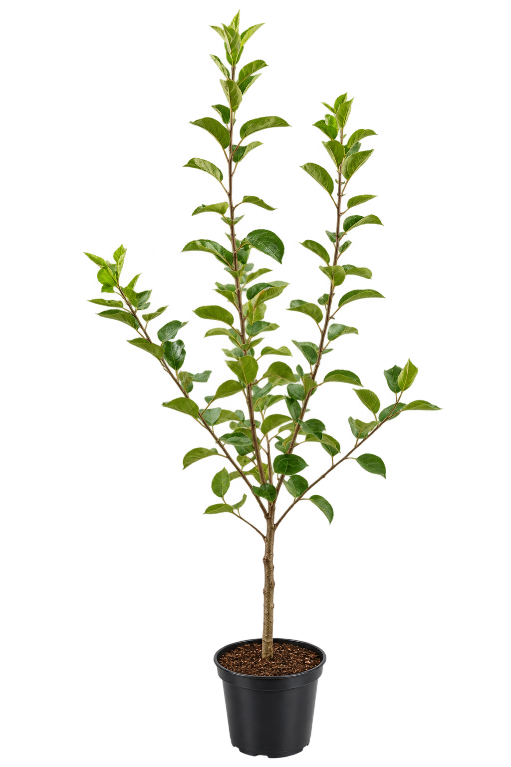 Apfelbaum ‘Cox Orange’ 100–120 cm – Malus domestica ‘Cox’s Orange Pippin’, aromatischer Gartenapfel & Obstbaum