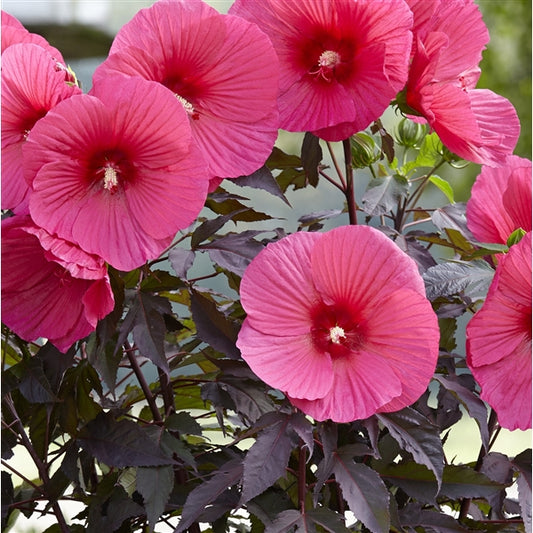 XXXL Riesenhibiskus – Hibiscus moscheutos 'Carousel Pink Passion' | Staudenhibiskus mit großen rosa Blüten