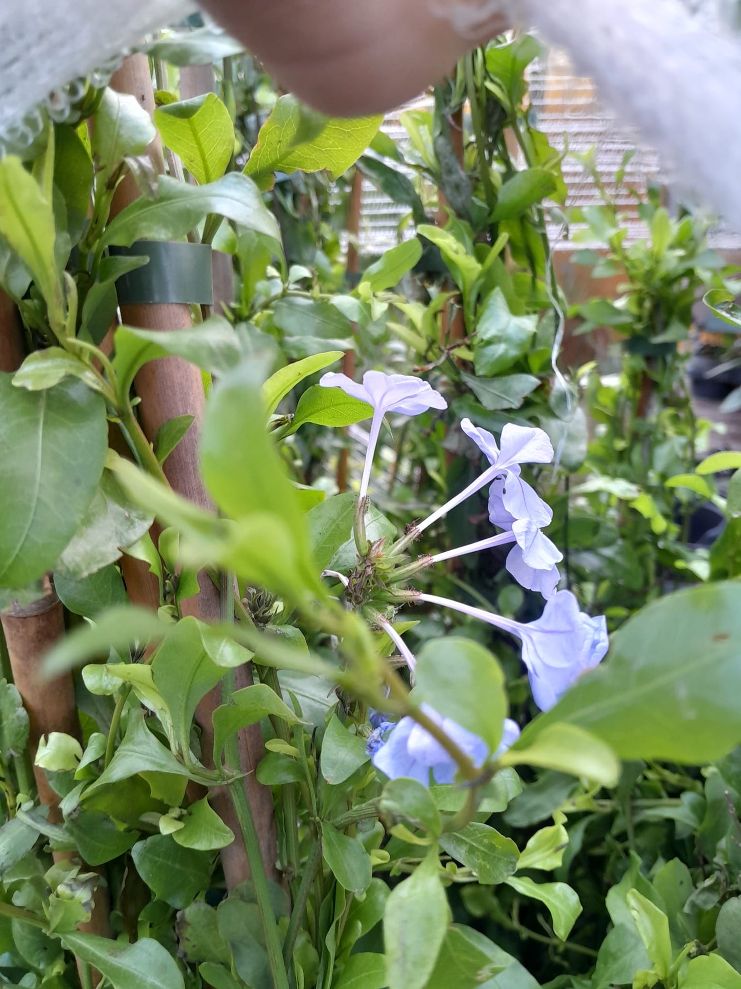 Plumbago auriculata 120-160 cm - Chinesischer Bleiwurz - Pflanzen für garten oder terassen