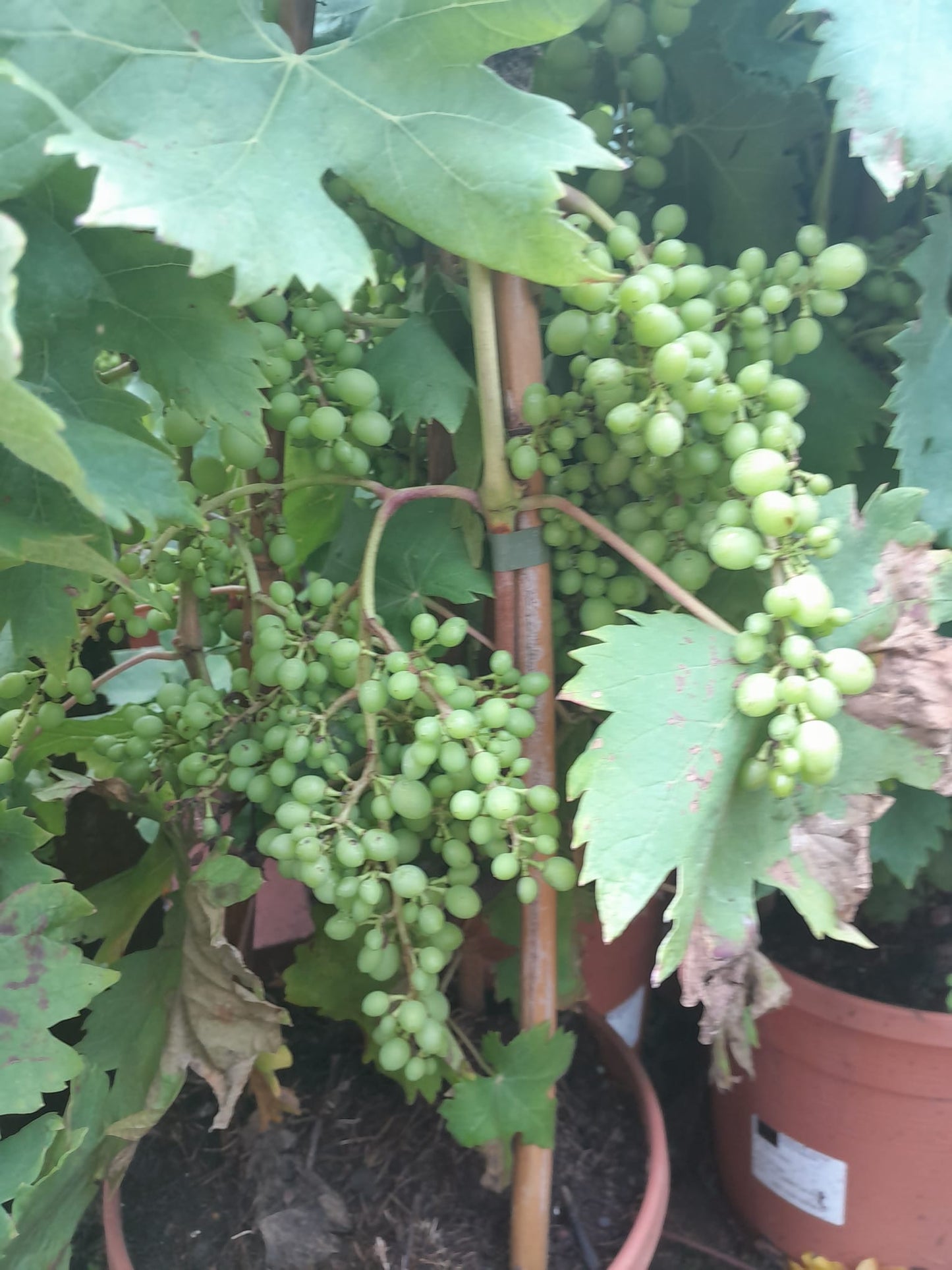 Vitis Vinifera 80-140 cm am Spalier mit Früchten - Weintrauben - Tafeltraube - Weinrebe - Kübelpflanze