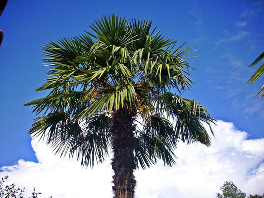 Chinesische Hanfpalme Trachycarpus fortunei