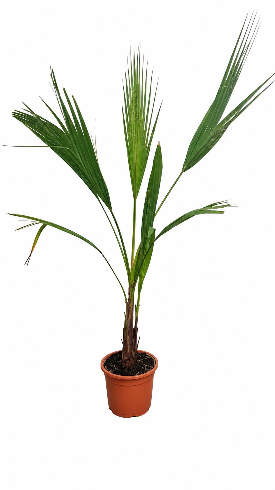 Washingtonia Robusta 90-110 cm – Mexická vějířová palma do zahrady a na terasu – Kupte 2-3 trsovité rostliny