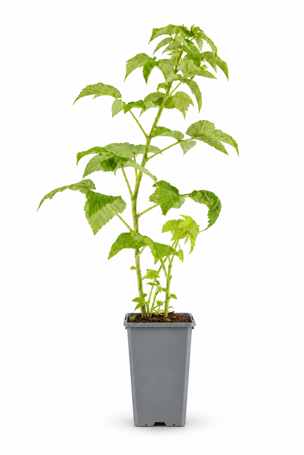Gelbe Himbeere ‘Golden Bliss’ 30–35 cm – Rubus idaeus, winterharte Naschhimbeere für Garten, Balkon und Terrasse