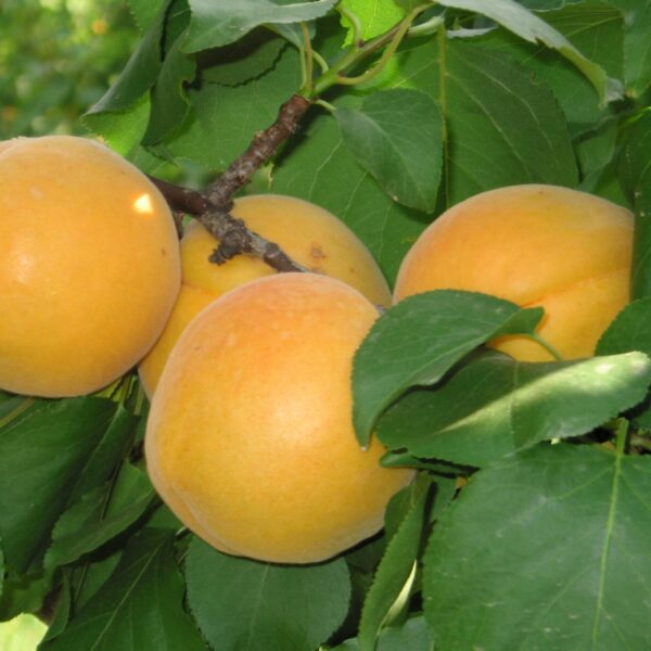 Prunus armeniaca Tirynthos-Aprikose – Aprikosenbaum / Marillenbaum, robuste Sorte – 100–140 cm Gesamthöhe