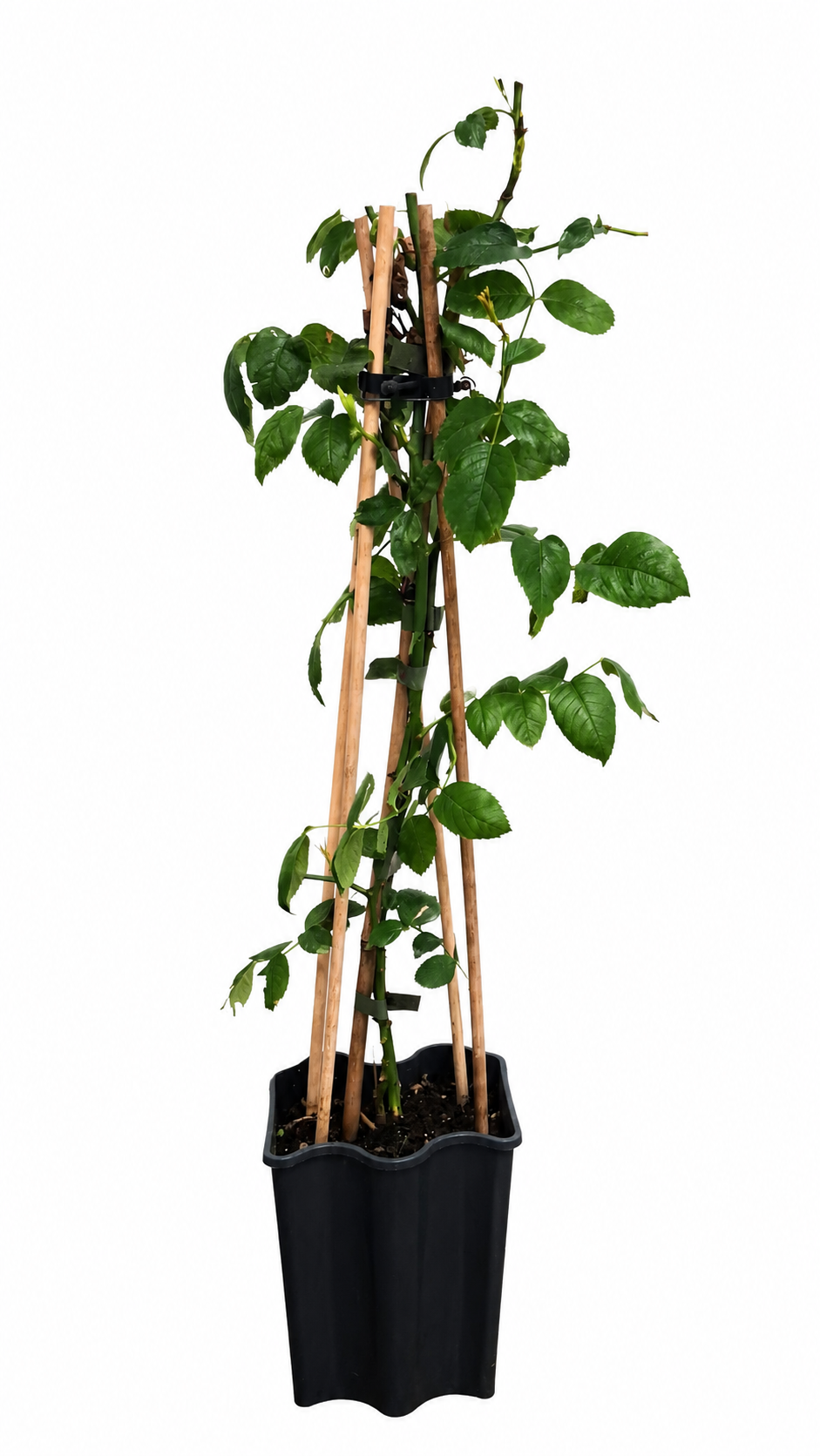 Rosa Orange Climber Kletterrose 50-70 cm – Duftende Edel-Kletterrose in Rosa-Orange | Winterharte Rose für Rankgitter, Pergola & Garten