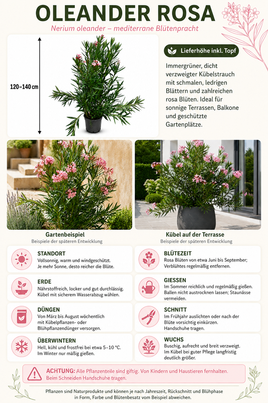 Oleander ‘Semplice Rosa’ 120–140 cm – Rosa blühender Rosenlorbeer für Terrasse, Balkon und Garten