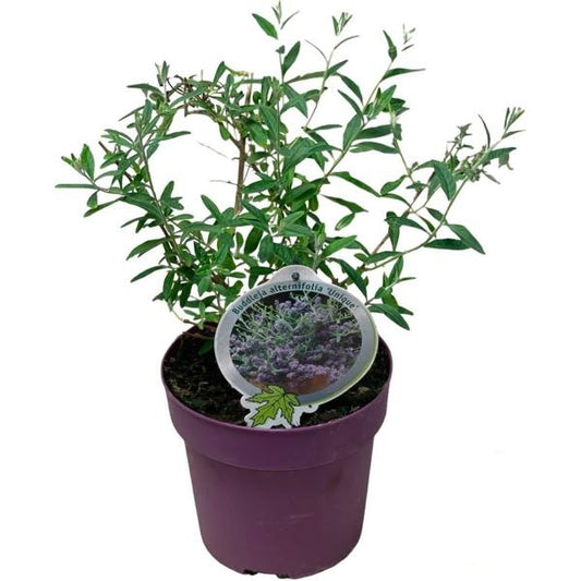 Buddleja alternifolia Unique (20-30 cm) – Der perfekte Hänge-Sommerflieder für Ihren Garten!