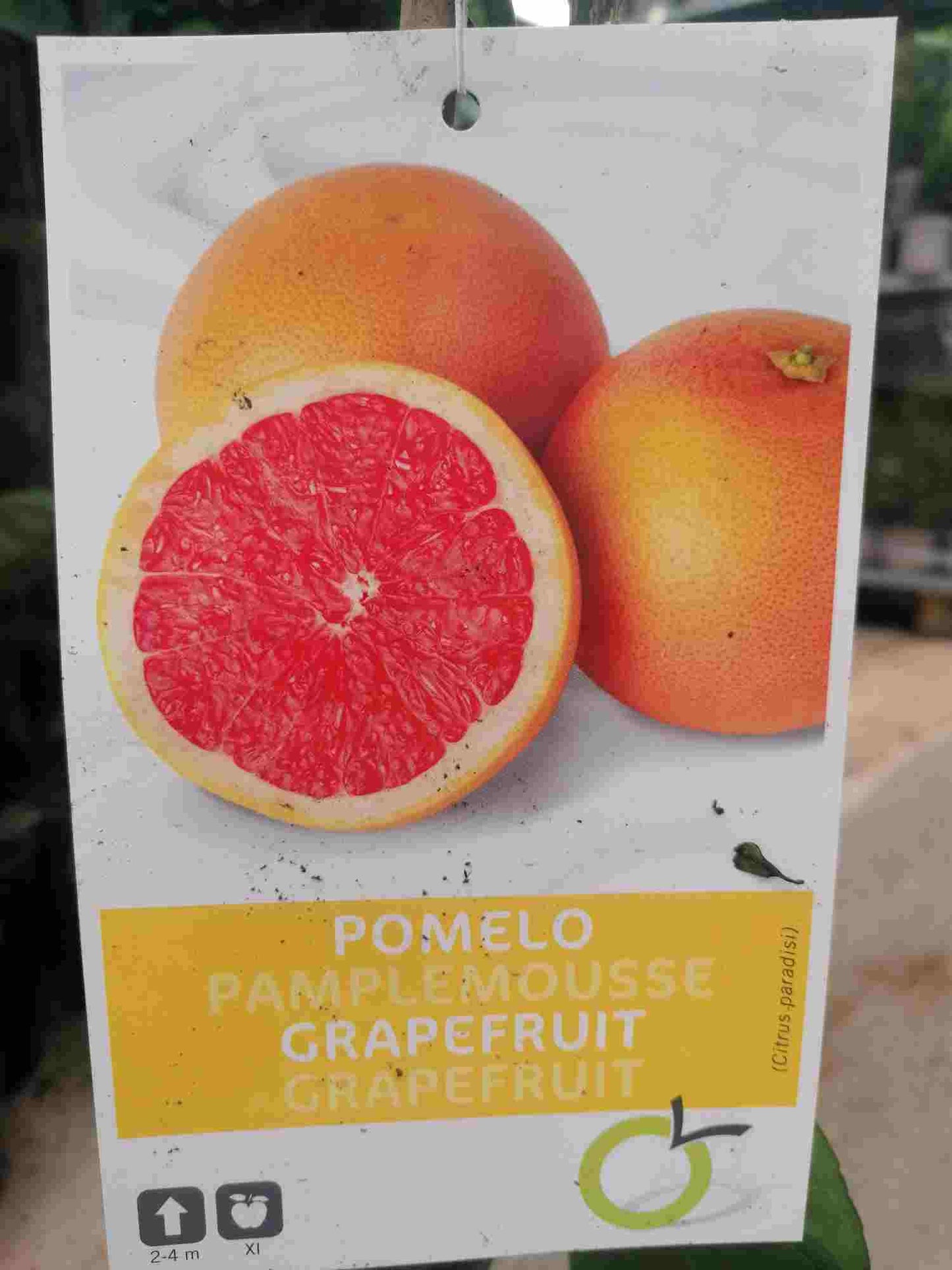 Citrus paradisi 'Star Ruby' 100-130 cm - Rote Grapefruit Paradiesapfel Zitruspflanze