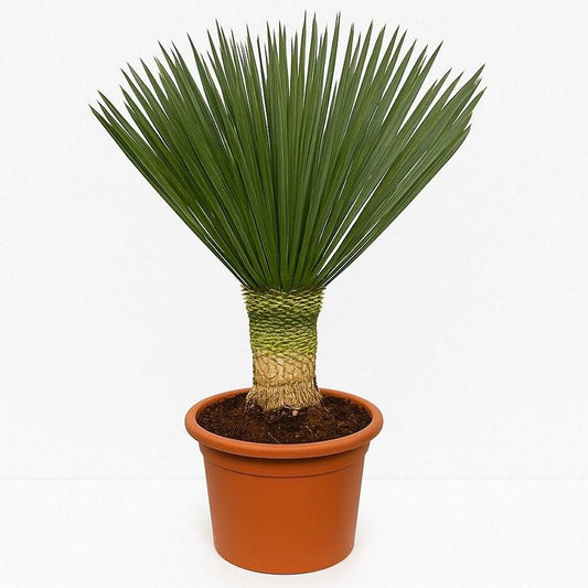 Yucca Rostrata 'Blue Swan' cca. Celková výška 130 cm – palmová lilie s kmenem 40 cm v květináči o průměru 40 cm | Odolná pouštní rostlina