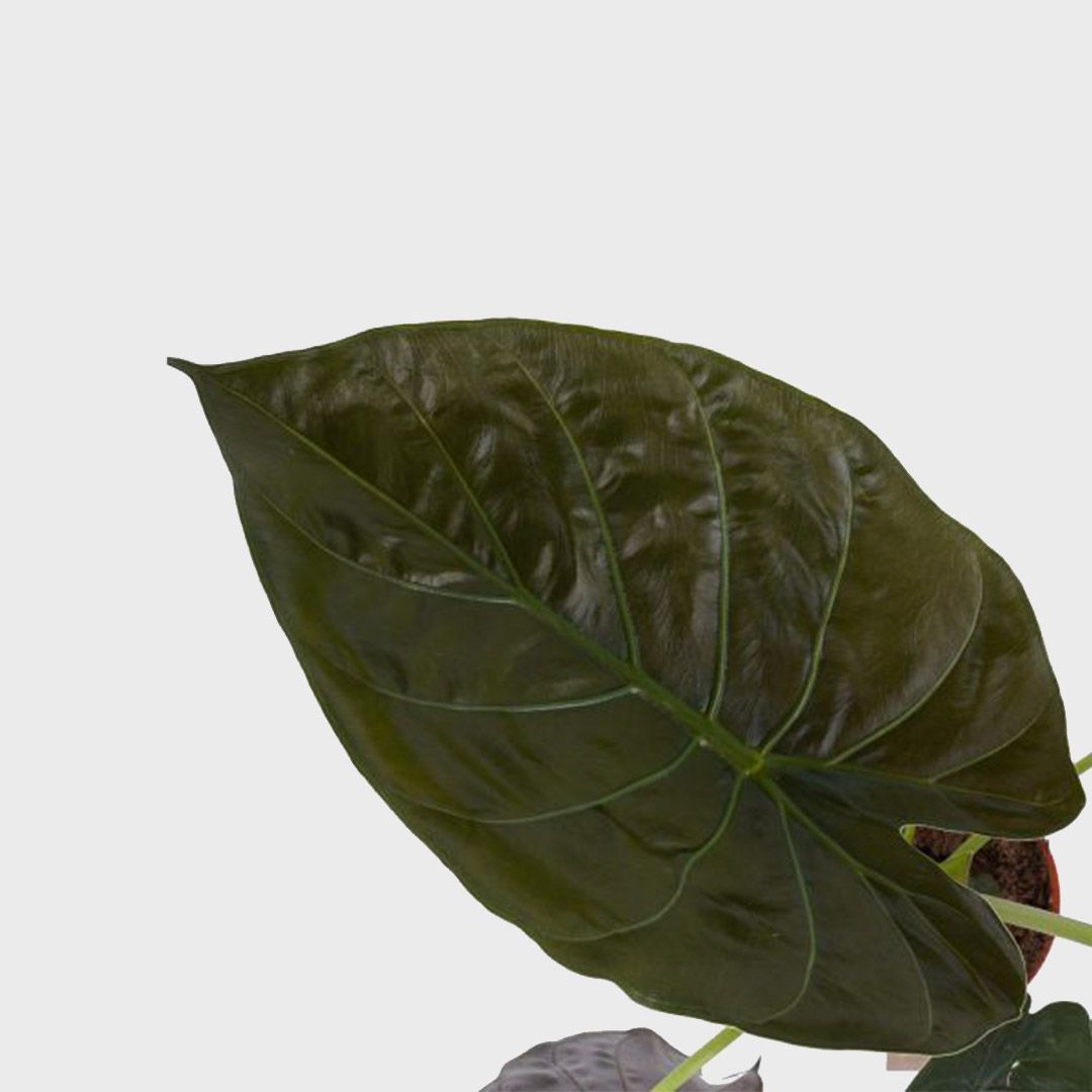 Alocasia wentii 70 cm Elefantenohr Riesen-Taro Pfeilblatt