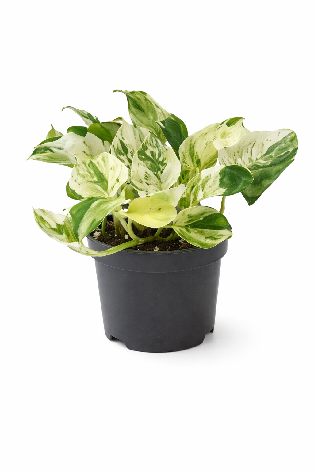 Epipremnum Happy Leaf Ø12 cm – Efeutute Zimmerpflanze ca. 20 cm hoch – –  Blumen-Senf®