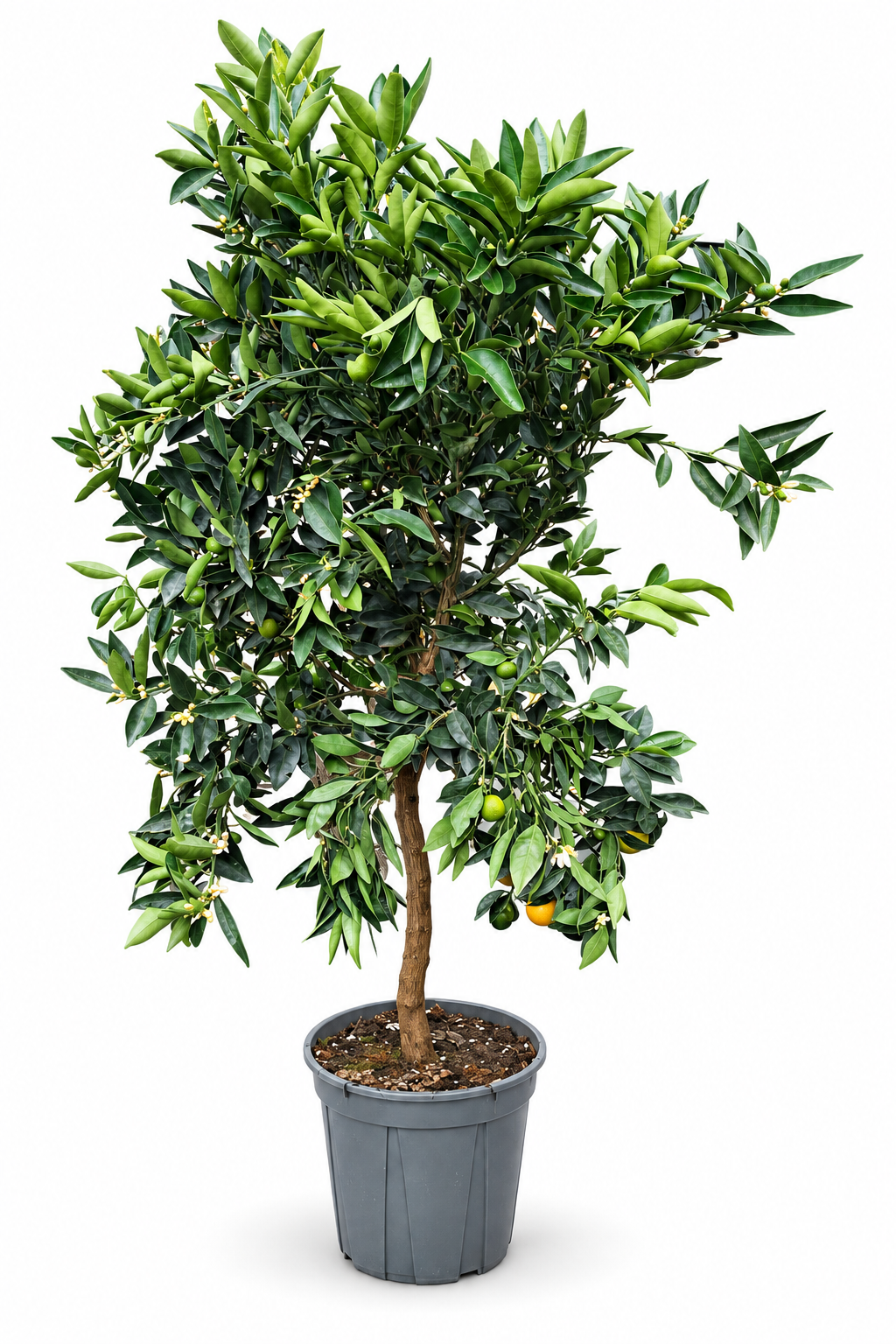 Citrus Kucle ca. 150 cm – Kumquat-Clementine, mediterraner Zitrusbaum für Terrasse & Wintergarten