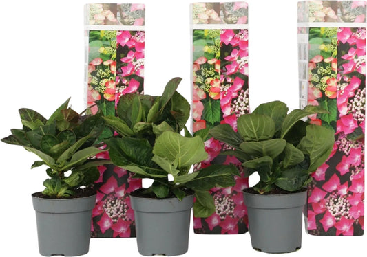 3 Pflanzen im Set Bauernhortensie Tellerhortensie Hydrangea macrophylla ‘Red Bull’ – winterharte Blühpflanze Höhe 20–30 cm inkl. Topf