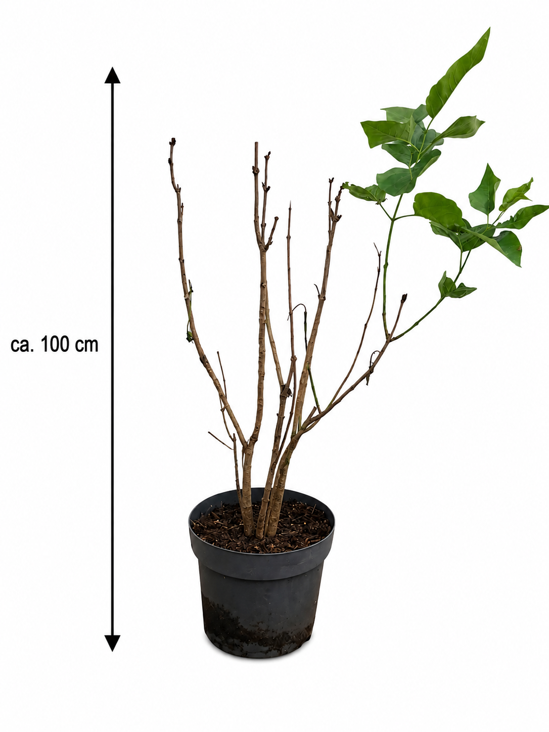 Syringa vulgaris Katharine Havemeyer Flieder ca. 100 cm Edel-Flieder Duftflieder Gartenpflanze