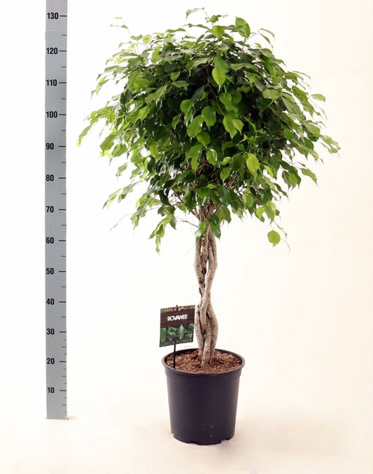 Birkenfeige Ficus Benjamina Exotica Stämmchen ca. 120 cm - Zimmerpflanze - Grünpflanze - pflegeleicht