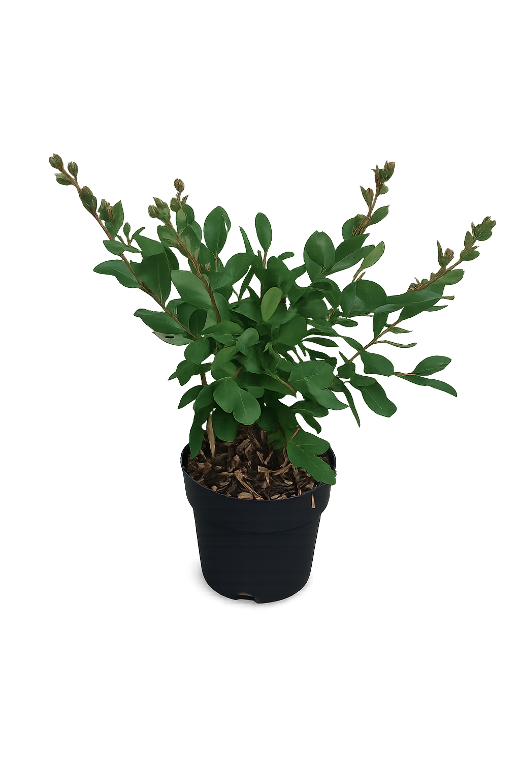 Lagerstroemia indica With Love Eternal® – Lagerstroemie | Indischer Flieder | Kreppmyrte ca. 40 cm