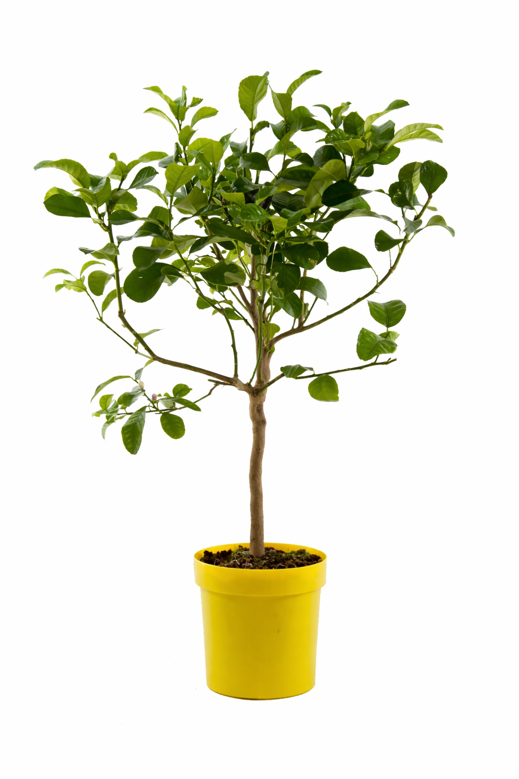 Citrus medica Zedratzitrone 70-100 cm Stämmchen – Echte Zitronatzitron –  Blumen-Senf®