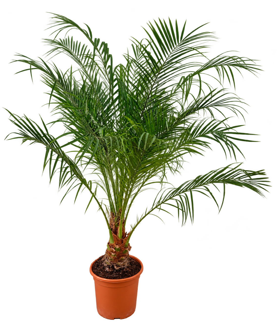 Zwerg-Dattelpalme 100–120 cm – Phoenix roebelenii, elegante Zimmerpalme für Wohnzimmer, Wintergarten & Terrasse