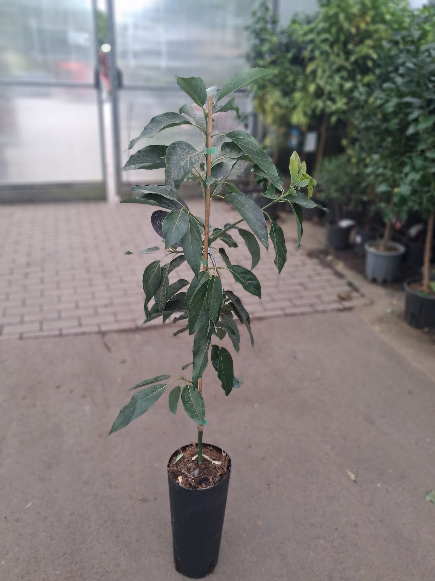Avocado-Baum „Bacon“ im Topf – 130–160 cm Gesamthöhe | Avocadopflanze im Kübel, Obstbaum für Garten & Terrasse