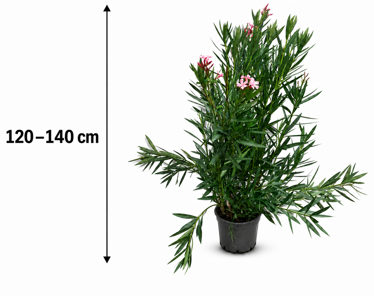 Oleander ‘Semplice Rosa’ 120–140 cm – Rosa blühender Rosenlorbeer für Terrasse, Balkon und Garten