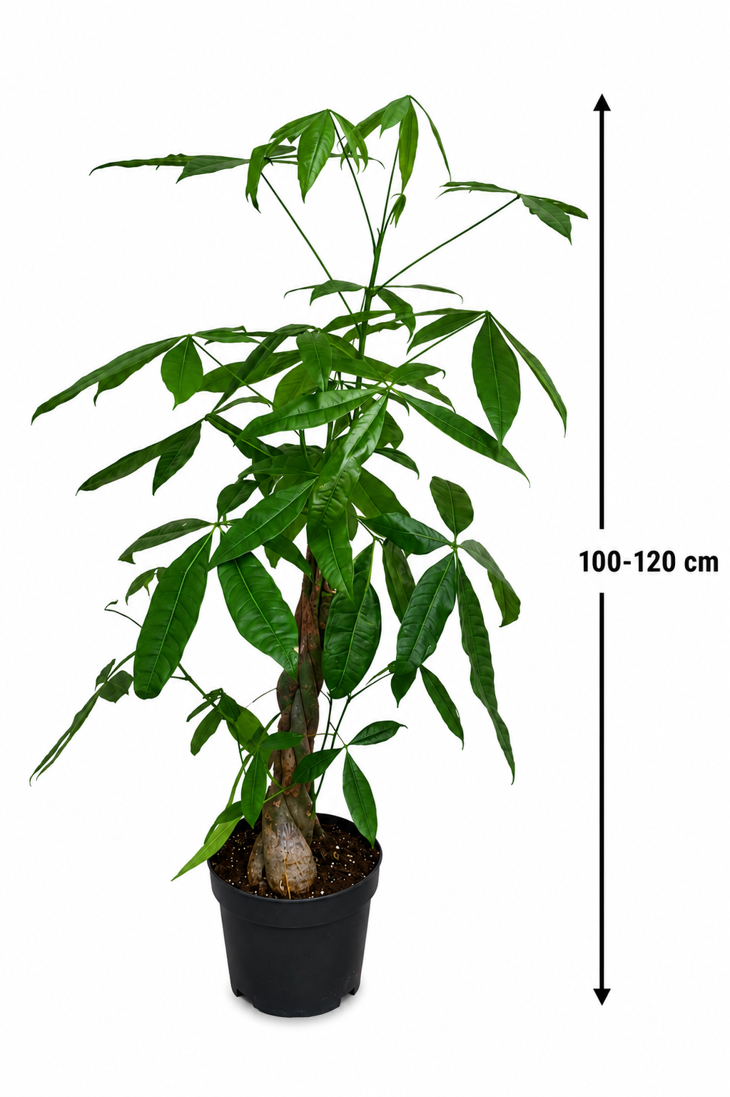 Pachira aquatica – Penízový strom 100-120 cm – Pokojová rostlina pro příjemnou atmosféru