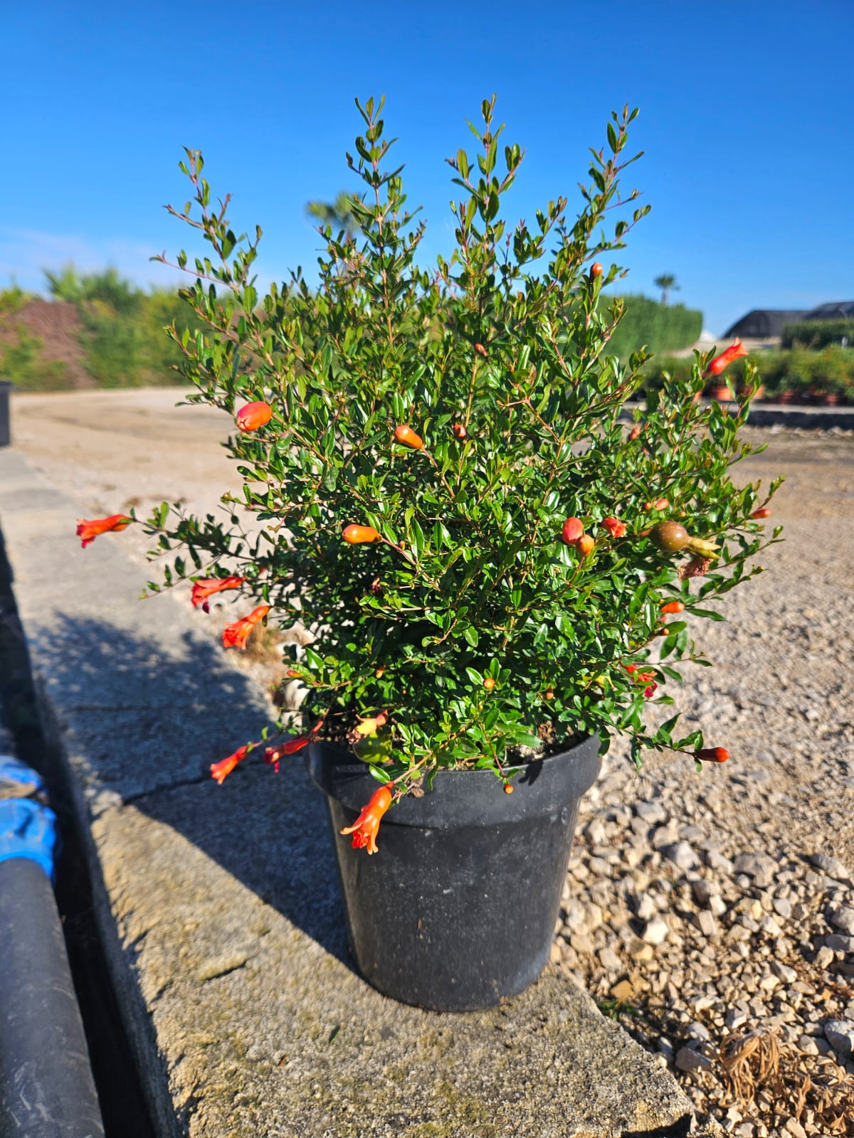 Punica granatum Busch mit Blüten + Früchten 50-70 cm Granatapfel