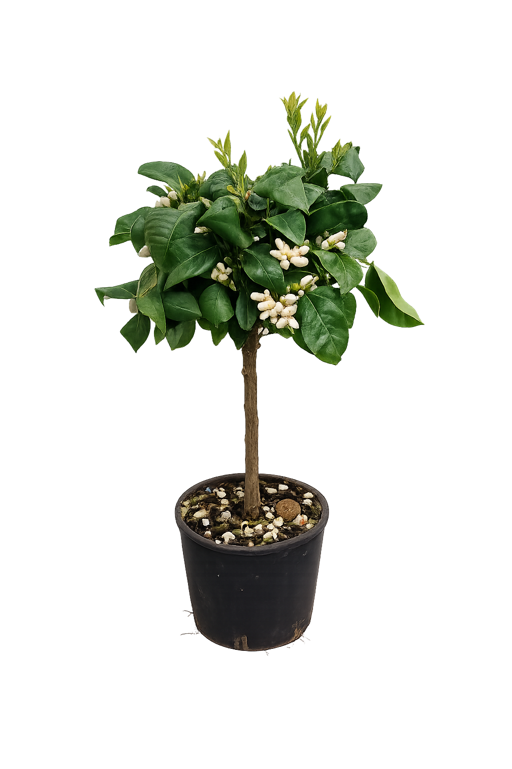 Orangenbaum Arcobal 70–100 cm – Citrus sinensis ‘Arcobal’ – Regenbogen-Orange, winterharte Kübelpflanze, Zitrusbaum für Balkon & Terrasse